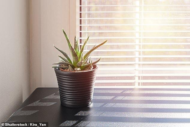 کاهش فشار کار با نگهداری گیاهان کوچک در محل کار