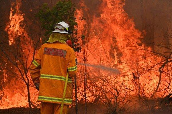 نقش درختان اکالیپتوس در گسترش آتش سوزی های جنگلی استرالیا
