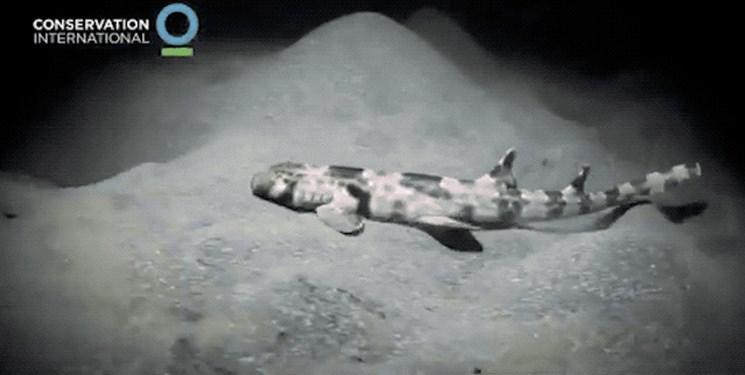 کشف کوسه ای که کف دریا راه می رود