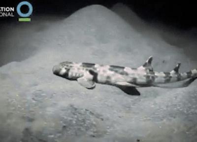 کشف کوسه ای که کف دریا راه می رود