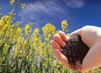 کشت 2300 هکتار دانه روغنی در کهگیلویه و بویراحمد طی امسال