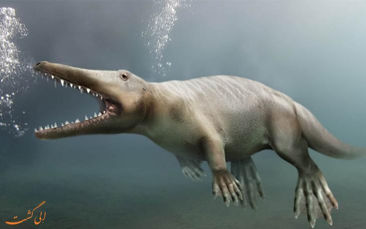 کشف فسیل 43 میلیون ساله یک نهنگ چهارپا!