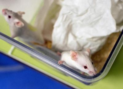 موش پیوندی که 4 درصد آن انسان است