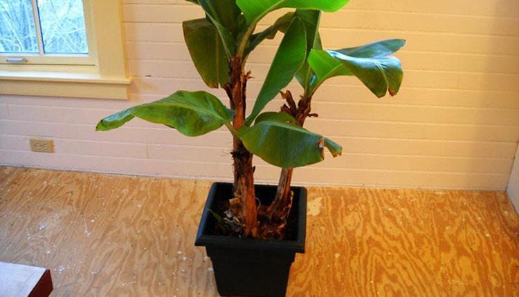 آموزش کاشت موز در گلدان