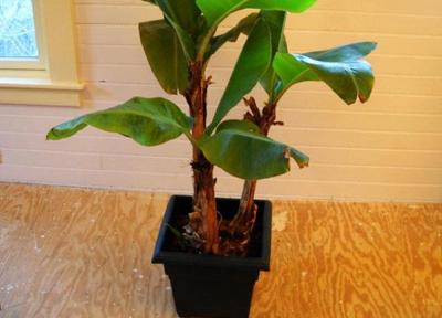 آموزش کاشت موز در گلدان