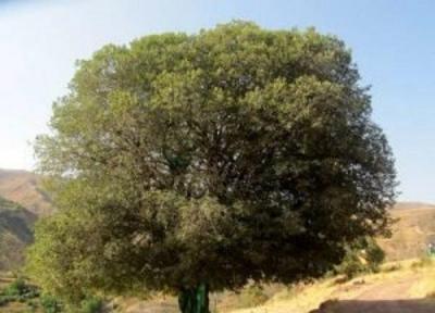 ابلاغ ثبت ملی 8 میراث طبیعی قزوین