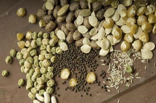 بذر های گیاهان بر اساس کارکرد انسانی در دانشگاه ایلام گردآوری شدند