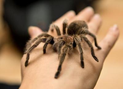 تسکین دردهای مزمن با سم رطیل