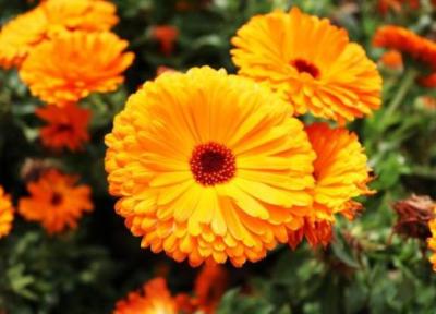 خواص درمانی گل همواره بهار یا کالاندولا