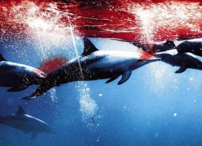 فستیوال سالیانه صید دلفین ها در دهکده تایجی؛ ژاپن