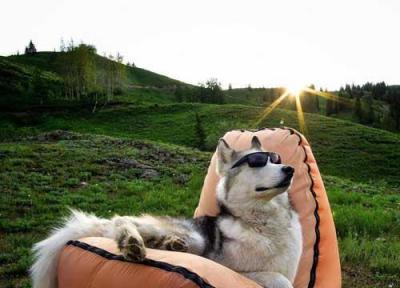 با معروف ترین سگ های ماجراجوی اینستاگرام آشنا شوید!