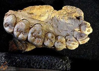 قدیمی ترین فسیل انسان در بیرون آفریقا کشف شد!