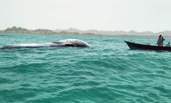 جزئیات کشف لاشه نهنگ در سواحل بریس شهرستان دشتیاری