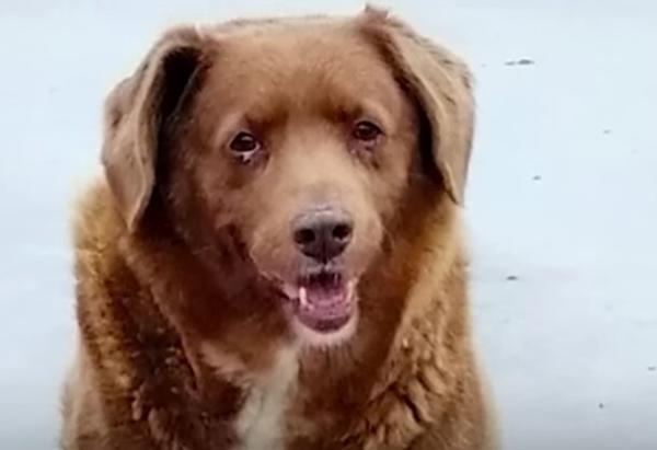 راز زندگی طولانی سگی که رکورددار گینس شد!، عکس