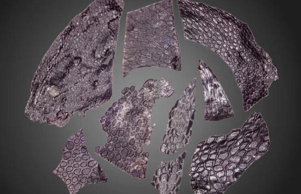 قدیمی ترین پوست دنیا با عمر خیره کننده 288 میلیون سال کشف شد، عکس