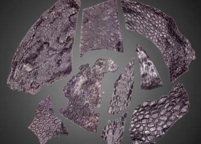 قدیمی ترین پوست دنیا با عمر خیره کننده 288 میلیون سال کشف شد، عکس