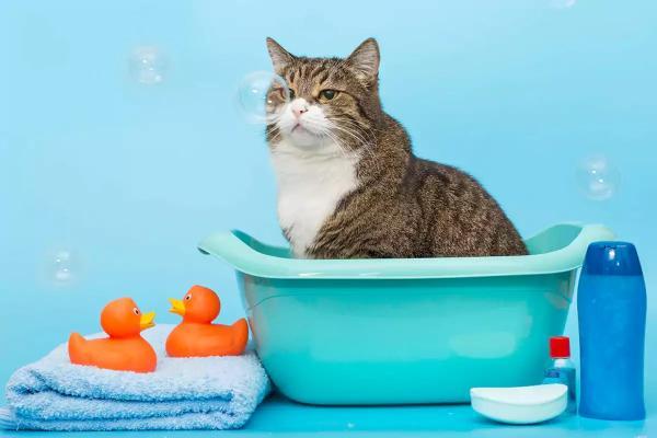 بایدها و نبایدهای حمام گربه ، برترین جایگزین شامپوی گربه چیست؟