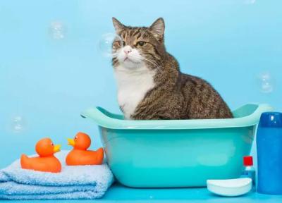بایدها و نبایدهای حمام گربه ، برترین جایگزین شامپوی گربه چیست؟