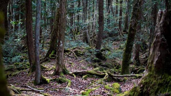 جنگل خودکشی ژاپن کجاست؟