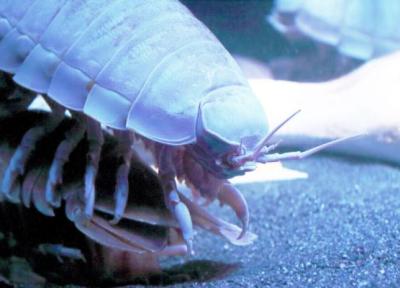 یک موجود دریایی تازه کشف شد!، عکس