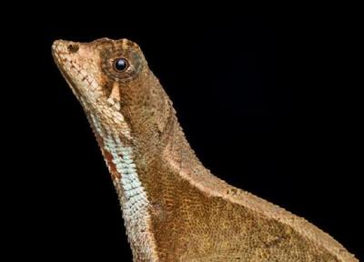 پیدا شدن یک اژدهای رنگارنگ در هند ، عکس