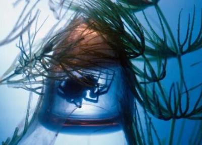 عنکبوت آبی، برای زندگی زیر آب کپسول اکسیژن می سازد!