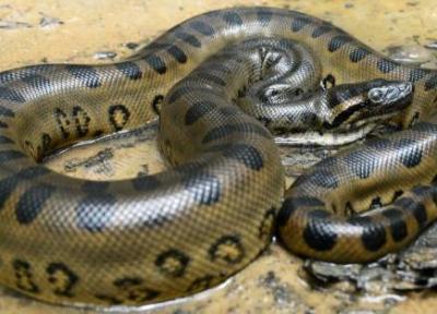 عکس ، شکار غول پیکرترین مار دنیا در جنگل های تاریک آمازون