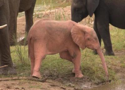 این یک انیمیشن نیست، بچه فیل صورتی در طبیعت واقعی است!