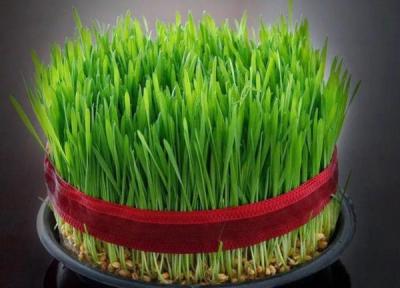 سبزه عید را کی بکاریم؟