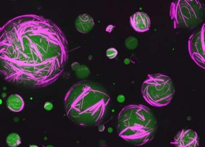 برای اولین بار، ساخت سلول زنده در آزمایشگاه، انسان قادر به انجام کار طبیعت می گردد؟