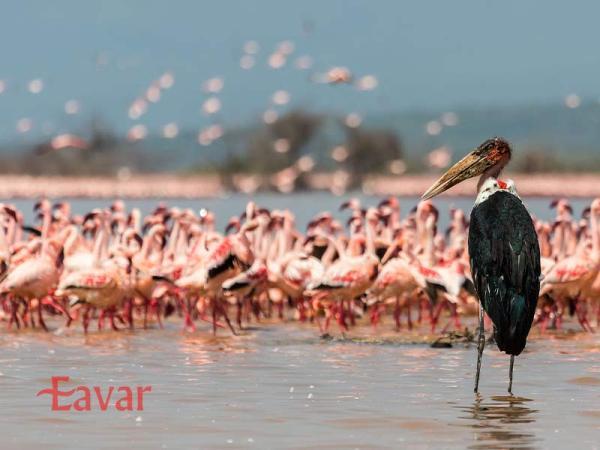 دریاچه نایواشا، بهشتی برای طبیعت گردان در قلب کنیا